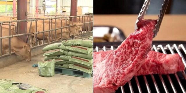 농가들은 줄줄이 폐업하는데…유통업자가 손만 대면 한우 20배까지 가격 올라