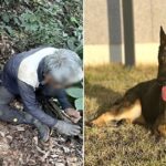 30명이 5일째 못 찾던 실종자 단 25분 만에 구조한 댕댕이 고고…하루에 2명 구했다