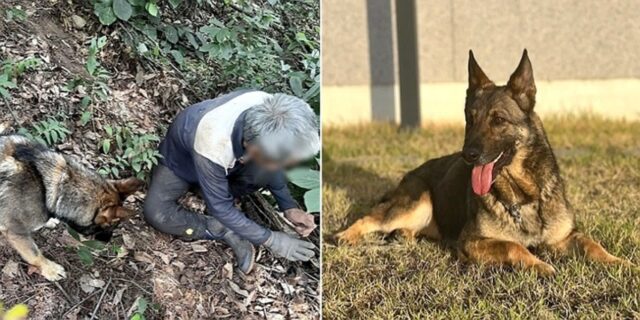 30명이 5일째 못 찾던 실종자 단 25분 만에 구조한 댕댕이 고고…하루에 2명 구했다