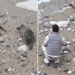 해변에서 쉬는 물개에 돌 던지고 손뼉 치며 괴롭히는 남성…경찰 추적 중 (영상)