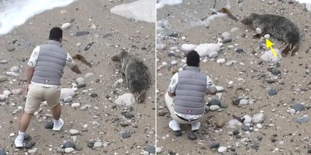 해변에서 쉬는 물개에 돌 던지고 손뼉 치며 괴롭히는 남성…경찰 추적 중 (영상)