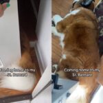 게으른 초대형견이 문 막고 누워있어 집 못 들어가는 주인…’꼬리만 살랑살랑’