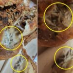 “다리 잡아떼니 하얀 덩어리들이 우수수”…부산 한 24시 치킨집서 판매된 ‘구더기’ 통닭