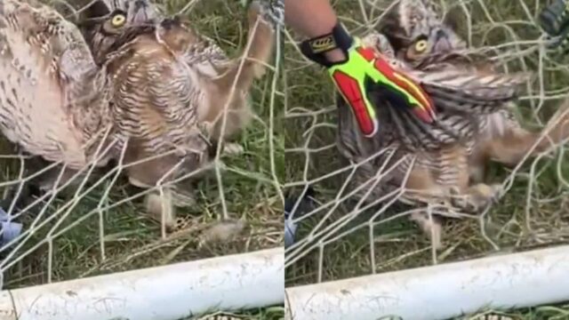 축구 골대 그물망에 물고기처럼 걸린 ‘부엉이’ 구하려고 달려온 사람들
