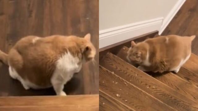계단 하나 오르지 못하는 ‘뚱보 고양이’ 운동시키려고 노력한 가족