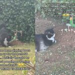 세상 떠난 동생 무덤 매일 찾아가는 고양이…’많이 그립다옹’