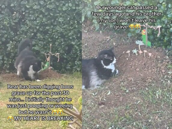 세상 떠난 동생 무덤 매일 찾아가는 고양이…’많이 그립다옹’