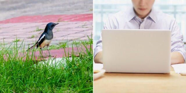 “요즘 길거리서 까치가 공격하는데, 저만 당했나요?”…과천 주민들의 ‘하소연’