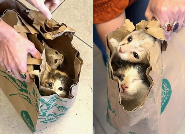 ‘종이 쇼핑백’에 고양이 두 마리 담아 보호소로 달려온 남성…’그저 돕고 싶었을 뿐’