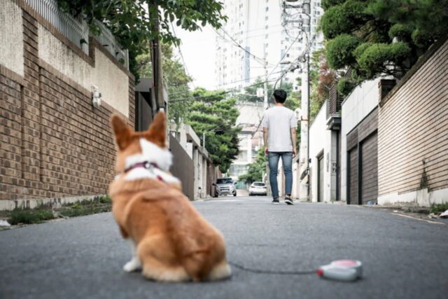 반려견 혼자 두고 외출하는 사람들이 꼭 해야 할 6가지