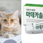 고양이 집사들 필독…우리집 ‘냥이’가 아플 때 응급처치할 수 있는 ‘닝겐’ 약품 6가지