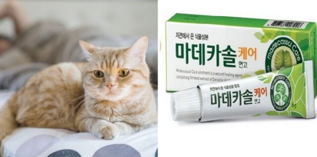 고양이 집사들 필독…우리집 ‘냥이’가 아플 때 응급처치할 수 있는 ‘닝겐’ 약품 6가지