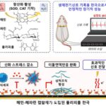 ‘몸 이식된 전자기기 염증 완화’…GIST, 생체전극 개발