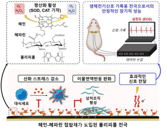 ‘몸 이식된 전자기기 염증 완화’…GIST, 생체전극 개발