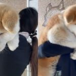생후 4개월 강아지 크기가 이 정도라고? ‘봉제 인형 같아’