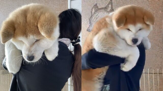 생후 4개월 강아지 크기가 이 정도라고? ‘봉제 인형 같아’