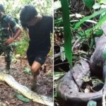 아기 약 사러 나간 뒤 갑자기 사라진 30대 엄마…근처에는 거대한 비단뱀만 있었다