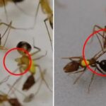 동료가 다리 다치면 소독부터 절단수술까지…개미들의 신기한 ‘의료행위’ 포착됐다
