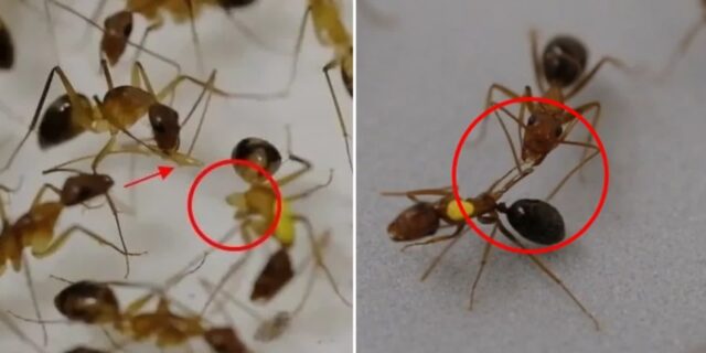동료가 다리 다치면 소독부터 절단수술까지…개미들의 신기한 ‘의료행위’ 포착됐다