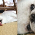 찜통더위 속 혓바닥 내밀고 ‘헥헥’..녹은 아이스크림 같아 ‘웃음’