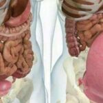 엄마는 위대하다…임신한 여성의 ‘장기’는 이렇게 변한다
