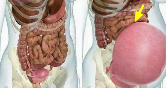 엄마는 위대하다…임신한 여성의 ‘장기’는 이렇게 변한다