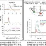 DGSIT, 뇌 신경신호와 선조체 도파민신호 상관관계 새롭게 밝혀