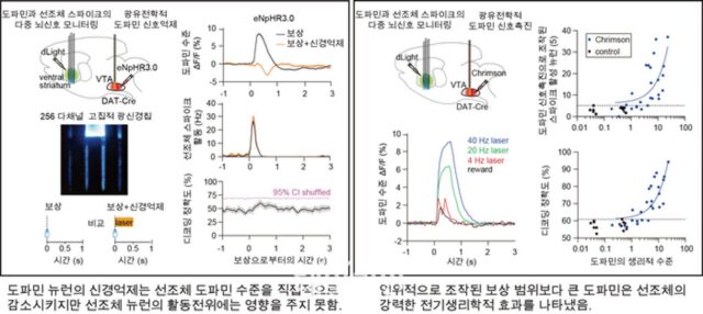 DGSIT, 뇌 신경신호와 선조체 도파민신호 상관관계 새롭게 밝혀