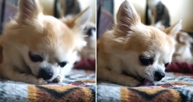 온종일 발바닥 핥는 우리 집 댕댕이…곧장 병원으로 달려가야 한다