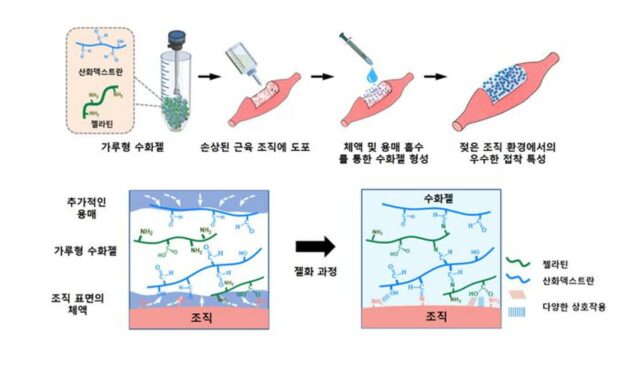 GIST, 분말형 수화젤 개발…고수분 환경서도 접착성 우수