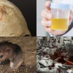 “진짜 이렇게 했다고?”…역사에 기록된 믿기 힘든 치료법 4가지