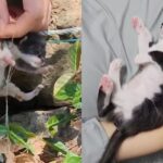 목숨 위태로운 아기 고양이 구조해 한마음으로 똘똘 뭉친 가족