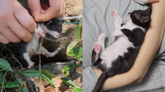 목숨 위태로운 아기 고양이 구조해 한마음으로 똘똘 뭉친 가족