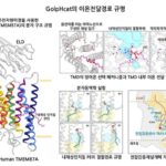 IBS, 골지체 기능 핵심 이온 채널 작동 매커니즘 규명