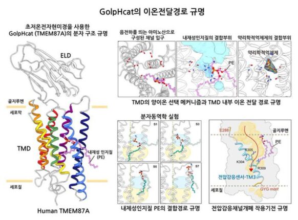IBS, 골지체 기능 핵심 이온 채널 작동 매커니즘 규명