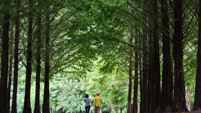 BTS 못다한 완주 여행, 물길 따라 숲 따라 완주하려면