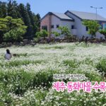 제주동쪽 가볼 만한 곳 제주 동화마을 수목원