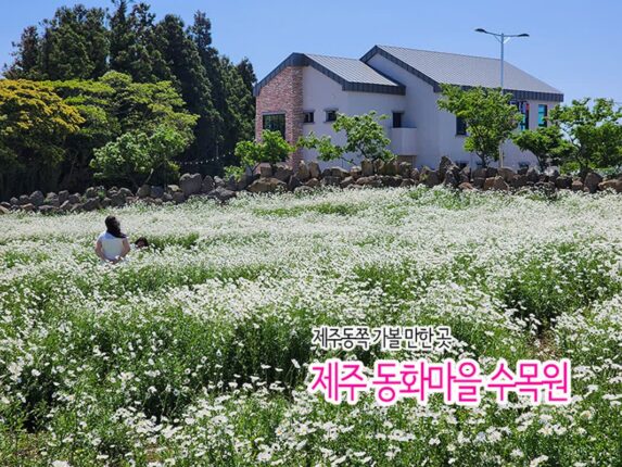 제주동쪽 가볼 만한 곳 제주 동화마을 수목원