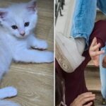 친구 집 무단 침입하더니…새끼 고양이 ‘딱밤’ 때려죽인 초등학생들
