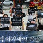 개고기 이어 ‘삼계’ 금지 운동…복날 삼계탕 먹는 문화 반대 시위한 동물단체들