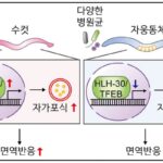 수컷 선충 면역력↑…KAIST, 성별 따라 면역력 차이 발견