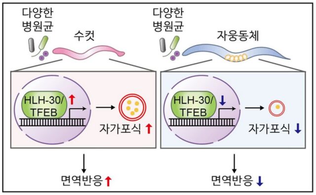 수컷 선충 면역력↑…KAIST, 성별 따라 면역력 차이 발견