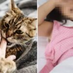 집에서 키우던 고양이에 물린 세 살배기 아기…결국 ‘이 병’으로 숨졌다