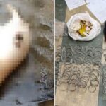 “몸보신 하려고”… ‘포획금지’ 오소리 잡아 진액으로 만들어 먹은 제주 아재들