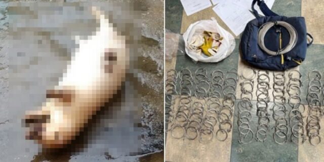 “몸보신 하려고”… ‘포획금지’ 오소리 잡아 진액으로 만들어 먹은 제주 아재들