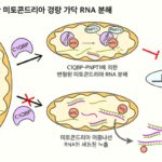 KAIST “미토콘드리아로 퇴행성 질환까지 제어 가능”