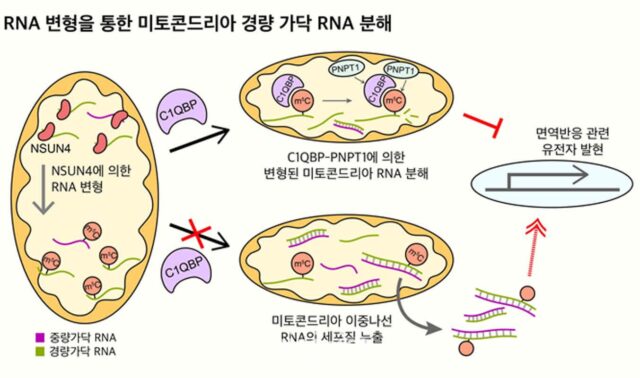 KAIST “미토콘드리아로 퇴행성 질환까지 제어 가능”