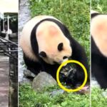 중국인 관람객이 떨어뜨린 의자 씹어먹는 푸바오… 한달만에 또 관람 중단 사태 (영상)