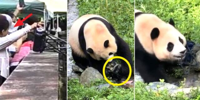 중국인 관람객이 떨어뜨린 의자 씹어먹는 푸바오… 한달만에 또 관람 중단 사태 (영상)