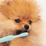 우리 집 댕댕이 ‘이빨’ 깨끗하게 관리하는 간단한 꿀팁 5가지